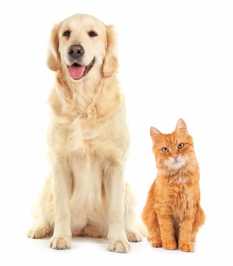 shutterstock_428230231 (1)