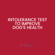 Order an intolerance test to improve dog's health.