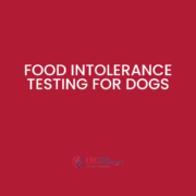 Try food intolerance testing for dogs to see if UK Pet Food Intolerance can help!