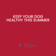 Keep your pet healthy this summer