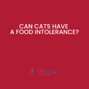 Can cats have a food intolerance?