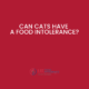 Can cats have a food intolerance?