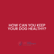 Find a healthy diet for your dog.