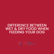 What is the difference between wet and dry pet food when feeding your dog?