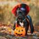 Does your dog have a chocolate intolerance?