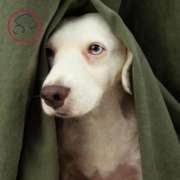 Improve your dog's wellbeing and keep them calm