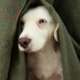 Improve your dog's wellbeing and keep them calm
